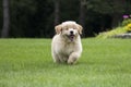 Happy Golden Retriever Puppy Running