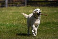 Happy golden retriever puppy runs across a lawn and carries a stick in its teeth Royalty Free Stock Photo