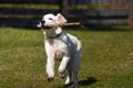 Happy golden retriever puppy runs across a lawn and carries a stick in its teeth Royalty Free Stock Photo