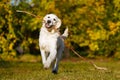 Happy golden retriever puppy runs with long stick in his teeth in autumn park Royalty Free Stock Photo