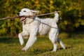 Happy golden retriever puppy runs with long stick in his teeth in autumn park Royalty Free Stock Photo