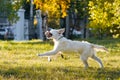 Happy golden retriever puppy runs with long stick in his teeth in autumn park Royalty Free Stock Photo