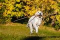 Happy golden retriever puppy runs with long stick in his teeth in autumn park Royalty Free Stock Photo