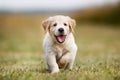 Happy golden retriever puppy Royalty Free Stock Photo