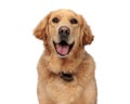 happy golden retriever puppy sticking out tongue and panting Royalty Free Stock Photo