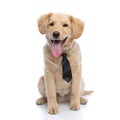 Happy golden retriever puppy sticking out tongue Royalty Free Stock Photo