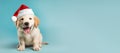 Happy Golden Retriever puppy wearing a Santa hat. Christmas pet theme banner. Generative AI image Royalty Free Stock Photo