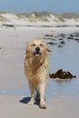 Happy Golden Retriever on sandy beach