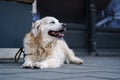 A happy golden retriver waits leashed in front of the grocery store