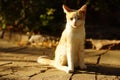 Happy golden white cat portrait in sunny summer garden near roses bush Royalty Free Stock Photo