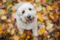 Happy goldendoodle dog outside in autumn season