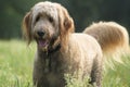 Happy Golden Doodle Dog Royalty Free Stock Photo