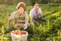 Happy grandparents harvest strawberries in the garden