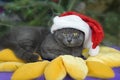 Happy gray cat lies in a santa hat under a christmas tree, Royalty Free Stock Photo