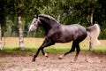 Happy gray horse running free in summer