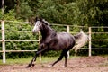 Happy gray horse running in paddock in summer Royalty Free Stock Photo