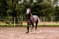 Happy gray horse running in paddock in summer Royalty Free Stock Photo