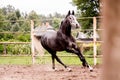 Happy gray horse running in paddock in summer Royalty Free Stock Photo