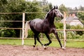 Happy gray horse running in paddock in summer