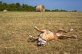 Happy Great Dane rolling in grass in front of hay bale Royalty Free Stock Photo