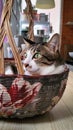 Happy green eyes white gray furry cat in a beautiful handmademarket basket. Royalty Free Stock Photo