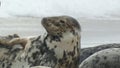 Grey Seal on the Beach 2