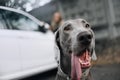 Weimaraner dog portrait outdoors in a collar Royalty Free Stock Photo