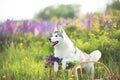 happy grey and white dog breed siberian husky standing on the stool in lupin flowers field