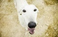 Happy Greyhound Royalty Free Stock Photo