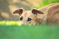 Happy greyhound outdoor in the grass