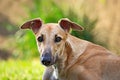 Happy greyhound outdoor in the grass