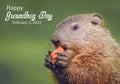 Happy Groundhog Day February 2, 2022, script text with young Groundhog with carrot in hand Royalty Free Stock Photo