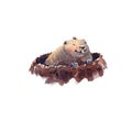 Happy Groundhog Day - hand drawing watercolor groundhog Royalty Free Stock Photo