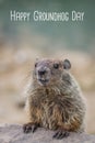 Happy Groundhog Day white text with adorable Groundhog