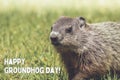 Happy Groundhog Day white text with adorable Groundhog Royalty Free Stock Photo