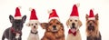Happy group of dogs wearing santa claus hats Royalty Free Stock Photo