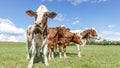 Happy group of young cows standing in the green grass of a meadow,  the herd side by side cozy together under a blue sky Royalty Free Stock Photo