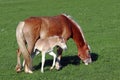 A happy Haflinger foal runs under his mother`s belly