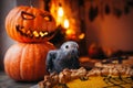 Happy Halloween. African Grey Parrot baby with a pie and pumpkins