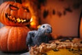 Happy Halloween. African Grey Parrot baby with a pie and pumpkins