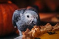 Happy Halloween. African Grey Parrot baby with a pie and pumpkins