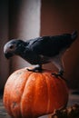 Happy Halloween. African Grey Parrot baby with pumpkin