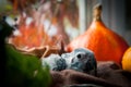 Happy Halloween. African Grey Parrot baby with pumpkins