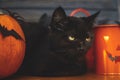 Happy Halloween.Black evil cat and pumpkin with bats on dark wooden background. Black emotional kitten posing at holidays