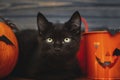 Happy Halloween.Black evil cat and pumpkin with bats on dark wooden background. Black emotional kitten posing at holidays