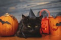 Happy Halloween. Black evil cat and pumpkin, jack o lantern pail and bats on dark wooden background. Black emotional kitten