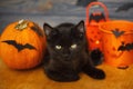 Happy Halloween. Black evil cat and pumpkin,  jack o lantern pail and bats on dark wooden background. Black emotional kitten Royalty Free Stock Photo