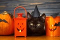 Happy Halloween. Black evil cat and pumpkin,  jack o lantern pail and bats on dark wooden background. Black emotional kitten Royalty Free Stock Photo