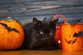 Happy Halloween. Black evil cat and pumpkin,  jack o lantern pail and bats on dark wooden background. Black emotional kitten Royalty Free Stock Photo