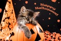 Happy Halloween card. A little kitten with bat wings sleeps in a pumpkin on a black background. Royalty Free Stock Photo